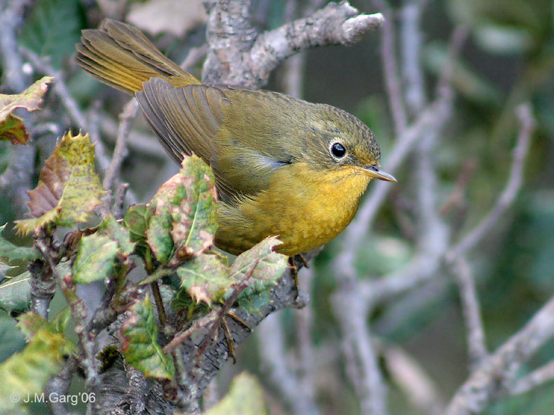 Golden Bush-robin (Tarsiger chrysaeus) - Wiki; DISPLAY FULL IMAGE.