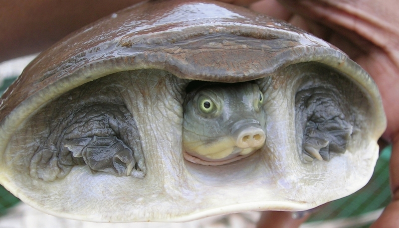 Indian Flap-shelled Turtle (Lissemys punctata) - Wiki; DISPLAY FULL IMAGE.