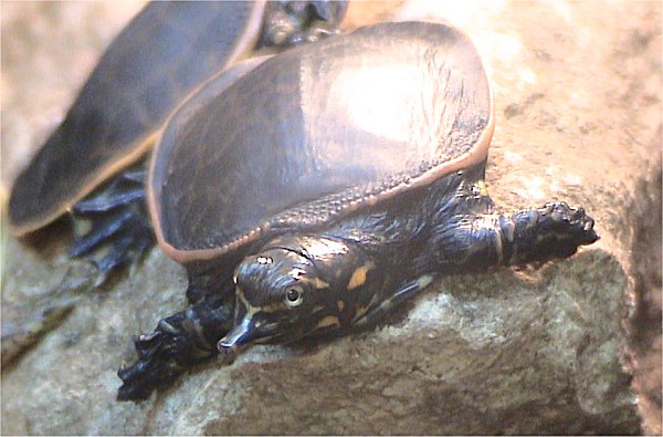 florida turtle species