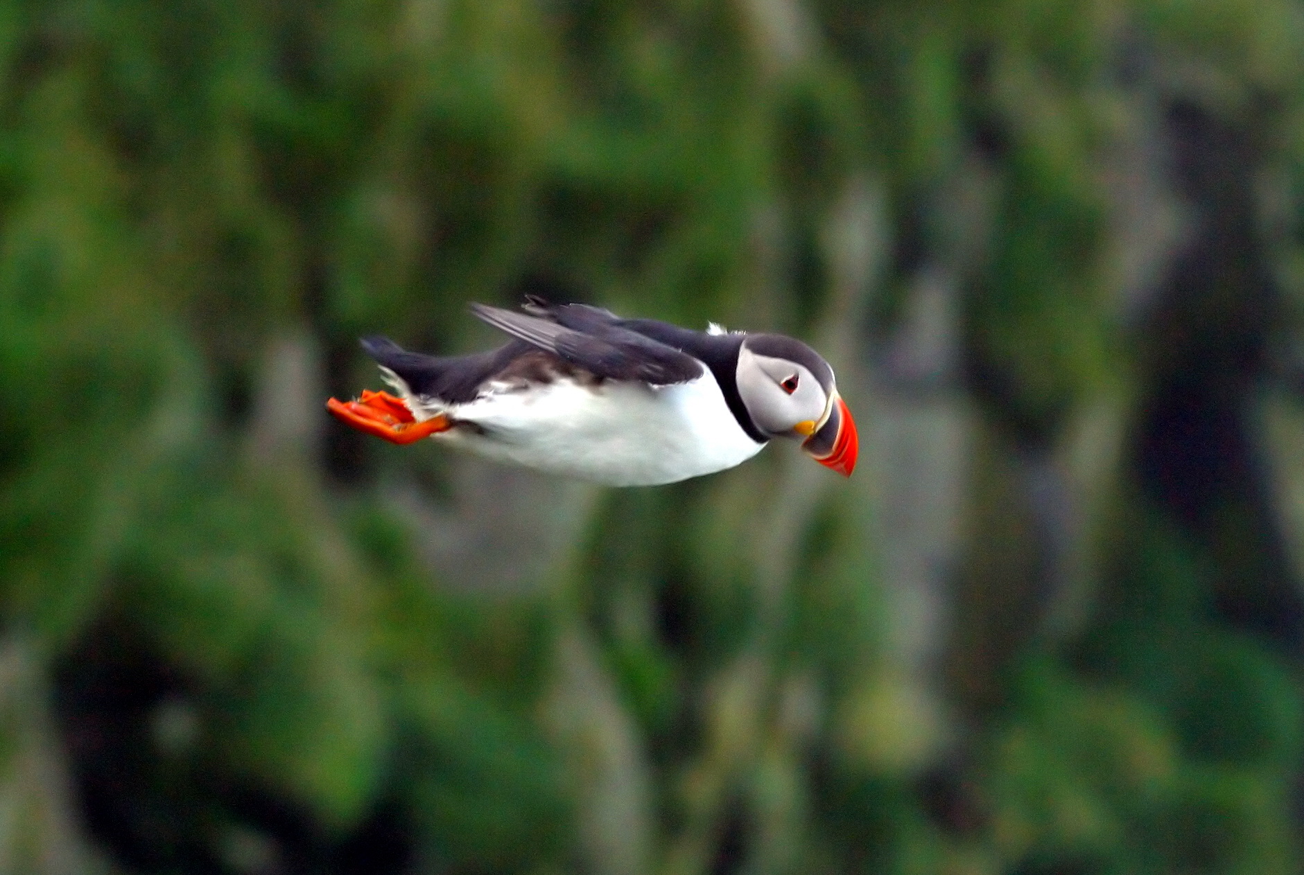 Atlantic Puffin (Fratercula arctica) - Wiki; Image ONLY