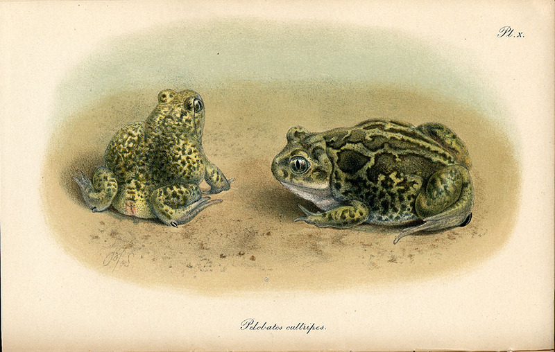 European Spadefoot Toad (Family: Pelobatidae, Genus: Pelobates) - Wiki; DISPLAY FULL IMAGE.