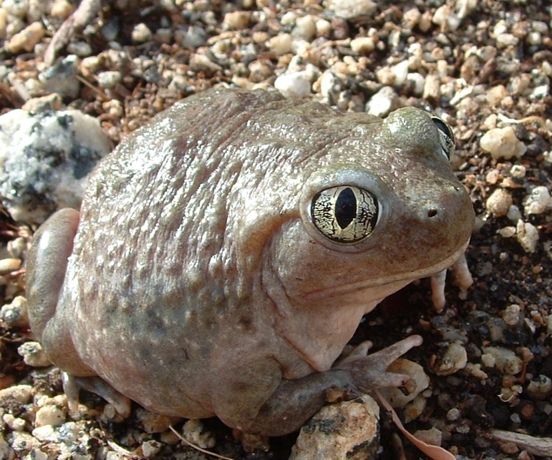 Western Spadefoot Toad (Spea hammondii) - Wiki; DISPLAY FULL IMAGE.
