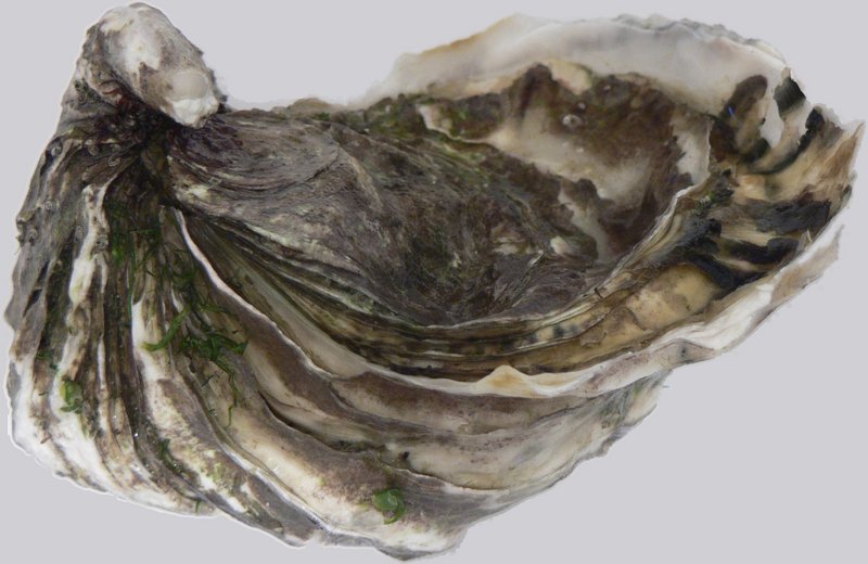 Giant Pacific Oyster (Crassostrea gigas) - Wiki; DISPLAY FULL IMAGE.