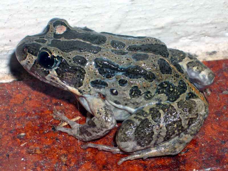 Marbled Frog (Limnodynastes convexiusculus) - Wiki; DISPLAY FULL IMAGE.