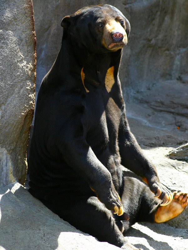 Sun Bear (Helarctos malayanus) - Wiki; Image ONLY