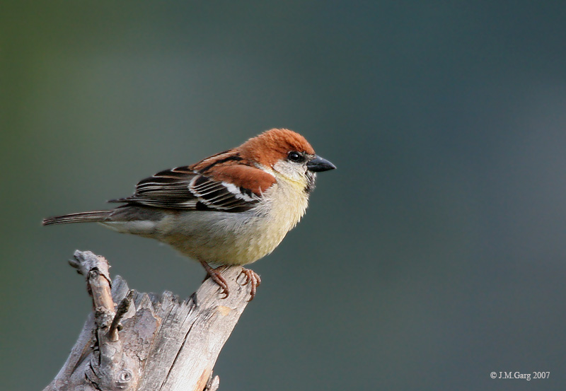 Cinnamon Sparrow (Passer rutilans) - Wiki; DISPLAY FULL IMAGE.