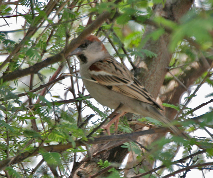 Sind Sparrow (Passer pyrrhonotus) - Wiki; Image ONLY