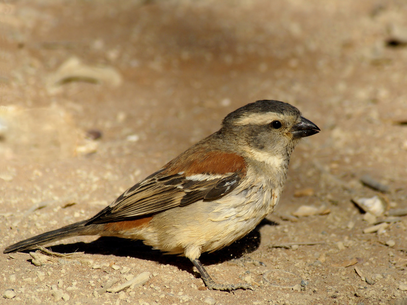 Cape Sparrow (Passer melanurus) - Wiki; DISPLAY FULL IMAGE.