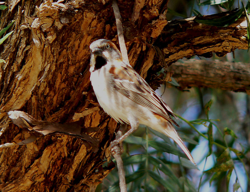 Kenya Rufous Sparrow (Passer rufocinctus) - Wiki; DISPLAY FULL IMAGE.