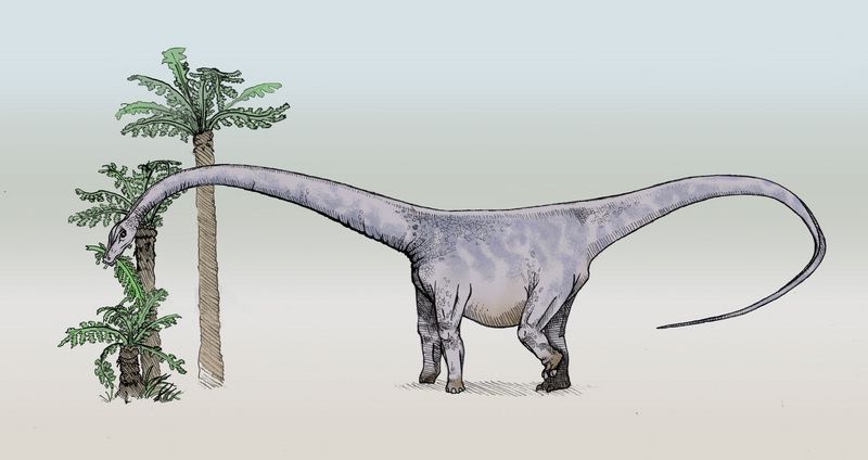 Barosaurus - Wiki; DISPLAY FULL IMAGE.