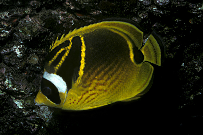 Raccoon Butterflyfish (Chaetodon lunula) - Wiki; DISPLAY FULL IMAGE.