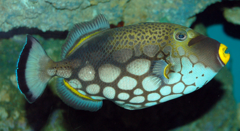 Clown Triggerfish (Balistoides conspicillum) - Wiki; DISPLAY FULL IMAGE.