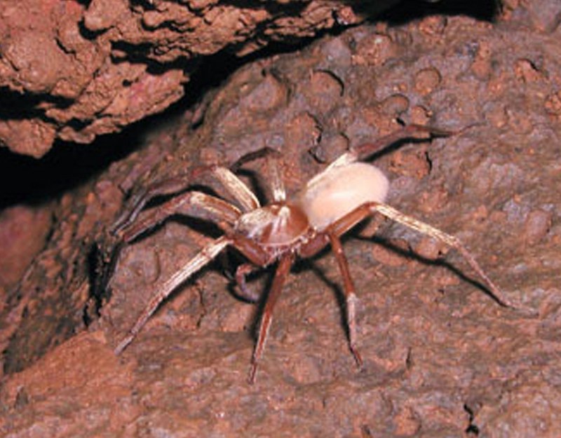 Kauai Cave Wolf Spider (Adelocosa anops) - Wiki; DISPLAY FULL IMAGE.