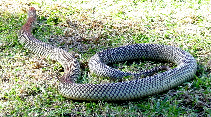 King Brown Snake, Mulga (Pseudechis australis) - Wiki; DISPLAY FULL IMAGE.