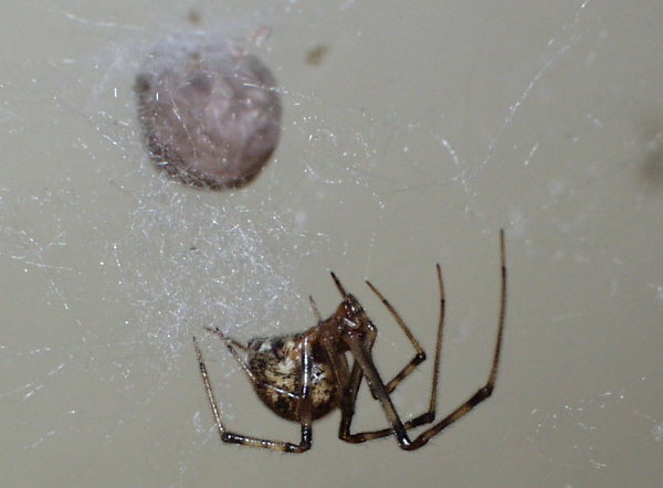 Common House Spider (Family: Theridiidae, Genus: Achaearanea) - Wiki; Image ONLY