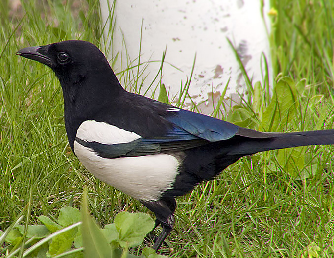 European Magpie (Pica pica) - Wiki; Image ONLY