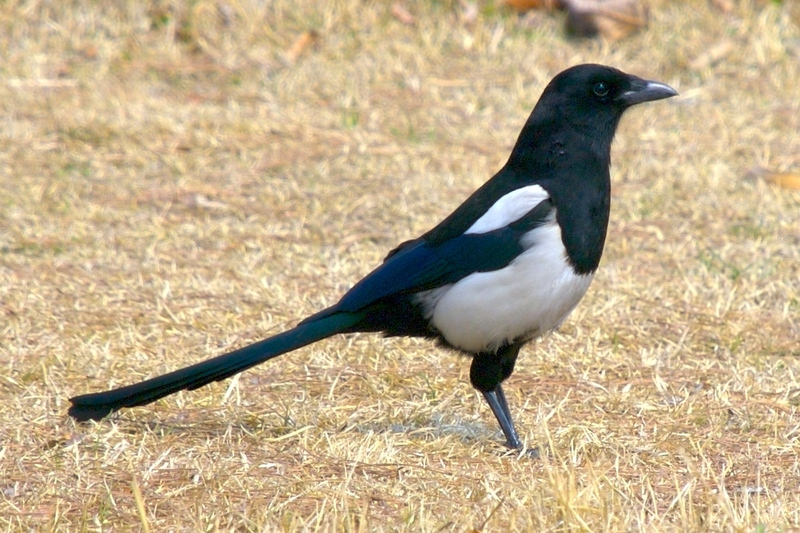 Korean Magpie (Pica pica sericea) - Wiki; DISPLAY FULL IMAGE.