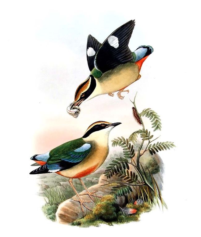 Fairy Pitta (Pitta nympha) - Wiki; Image ONLY