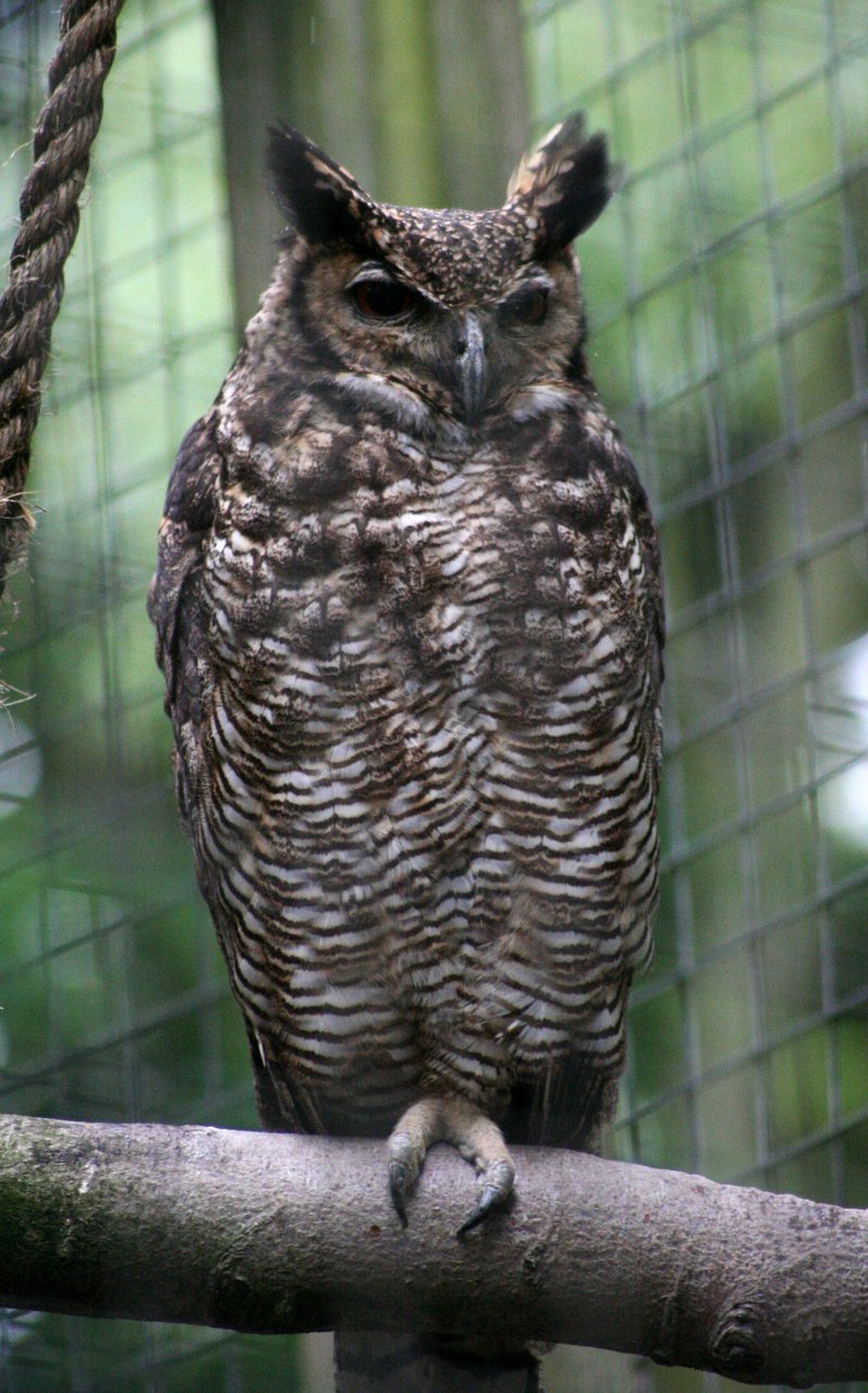 South American Great Horned Owl (Bubo virginianus nacurutu) - Wiki; DISPLAY FULL IMAGE.