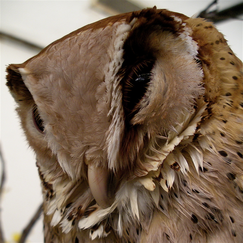 Oriental Bay Owl (Phodilus badius) - Wiki; DISPLAY FULL IMAGE.