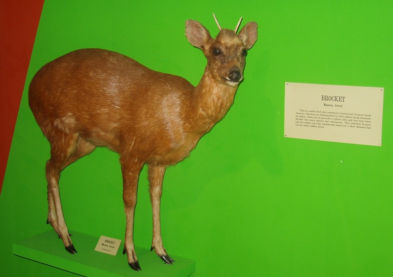 Merida Brocket deer (Mazama bricenii) speciemen; DISPLAY FULL IMAGE.