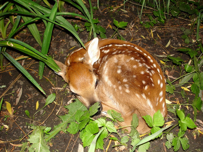 Deer (Family: Cervidae) - Wiki; DISPLAY FULL IMAGE.