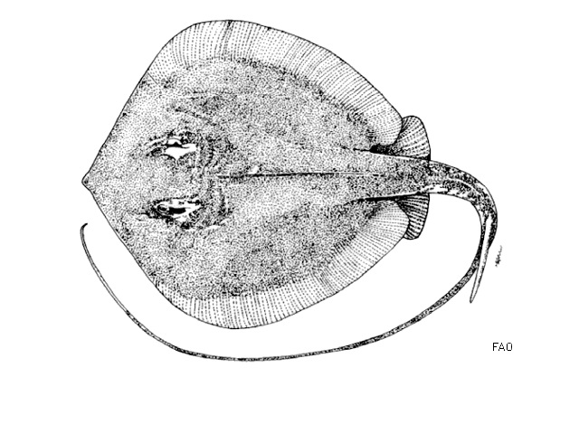 Mekong Freshwater Stingray (Dasyatis laosensis) - Wiki; Image ONLY