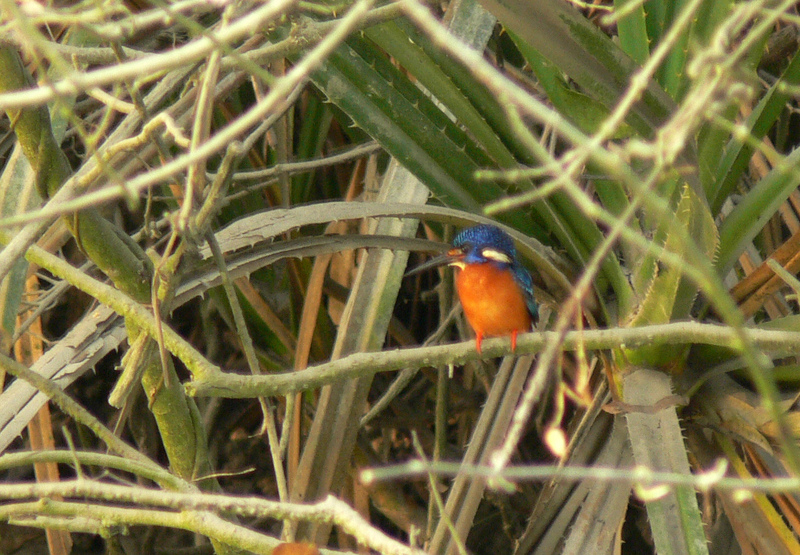 Blue-eared Kingfisher (Alcedo meninting) - Wiki; DISPLAY FULL IMAGE.