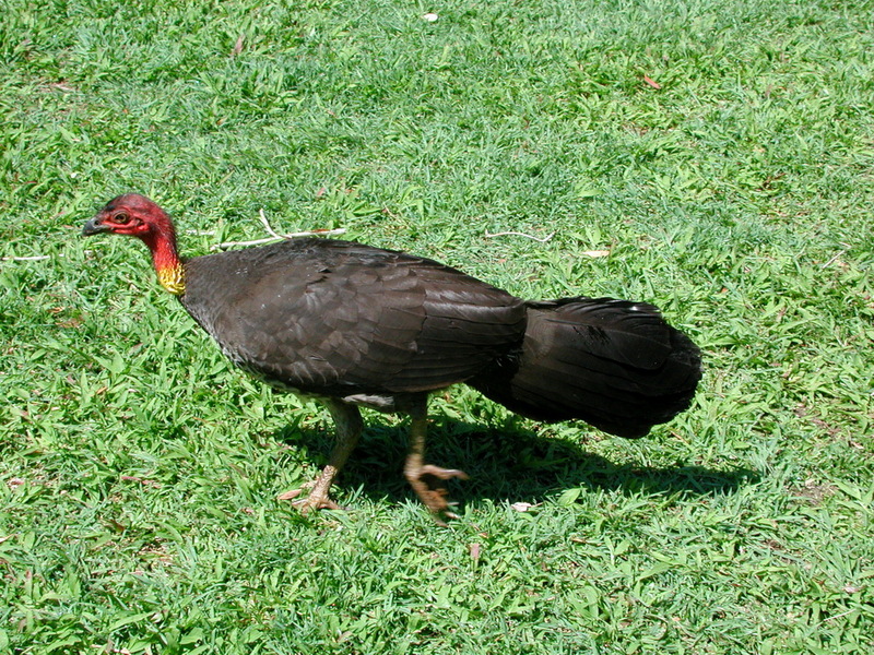 Australian Brush-turkey (Alectura lathami) - Wiki; DISPLAY FULL IMAGE.
