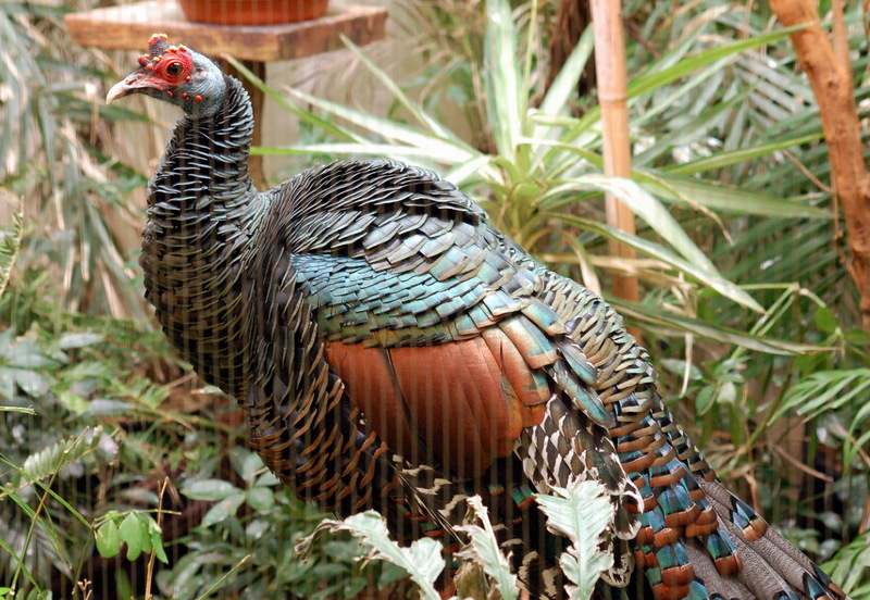 Ocellated Turkey (Meleagris ocellata) - Wiki; DISPLAY FULL IMAGE.