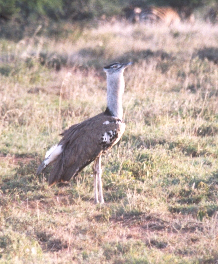 Bustard (Family: Otididae) - Wiki; Image ONLY