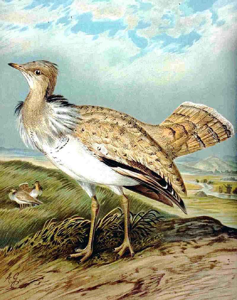 Houbara Bustard (Chlamydotis undulata) - Wiki; DISPLAY FULL IMAGE.