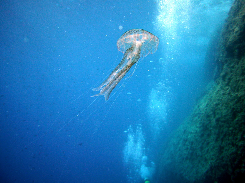 Mauve Stinger Jellyfish (Pelagia noctiluca) - Wiki; DISPLAY FULL IMAGE.