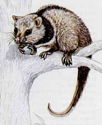 Black-shouldered Opossum (Caluromysiops irrupta) - Wiki; Image ONLY