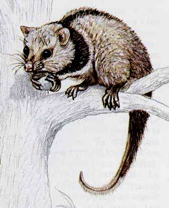 Opossum - Wikipedia