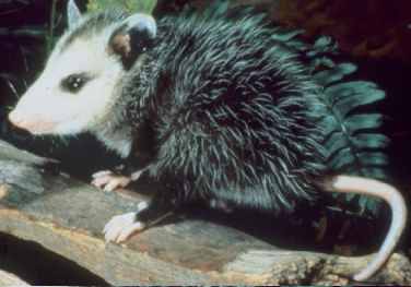 Opossum - Wikipedia