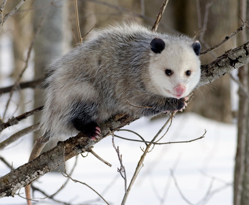 Virginia Opossum (Didelphis virginiana) - Wiki; DISPLAY FULL IMAGE.