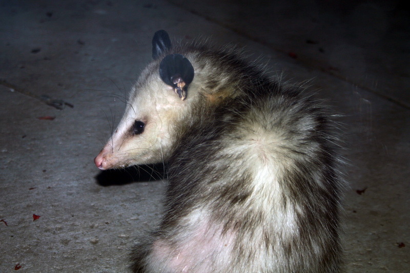 Opossum (Family: Didelphidae) - Wiki; DISPLAY FULL IMAGE.