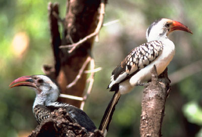 Hornbill (Family: Bucerotidae) - Wiki; Image ONLY
