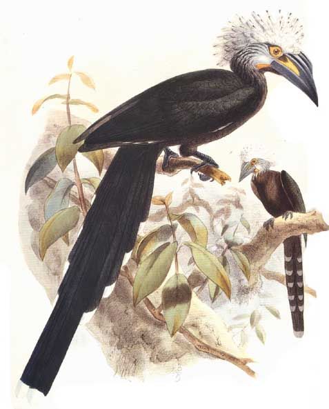 White-crested Hornbill (Tropicranus albocristatus) - Wiki; Image ONLY