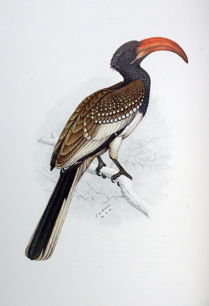 Monteiro's Hornbill (Tockus monteiri) adult male; DISPLAY FULL IMAGE.