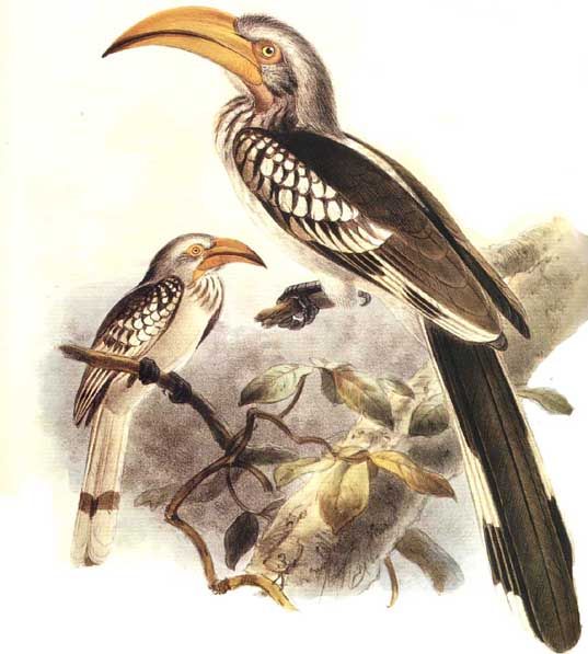 Eastern Yellow-billed Hornbill (Tockus flavirostris) - Wiki; Image ONLY