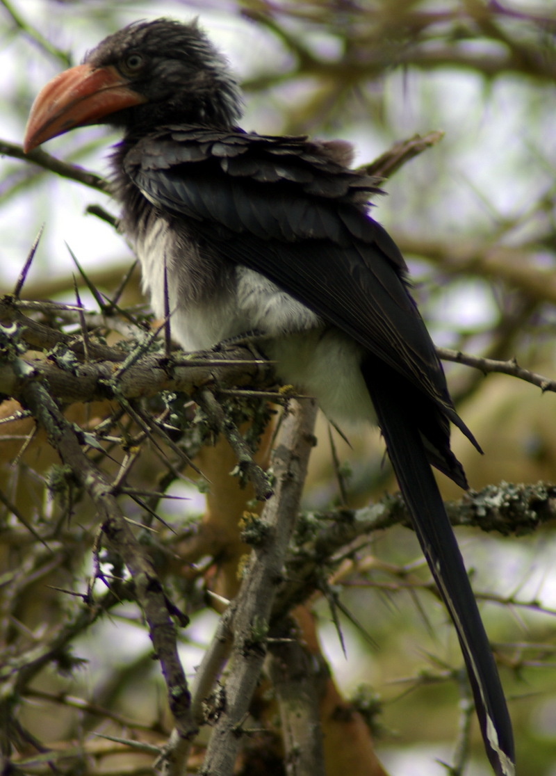 Crowned Hornbill (Tockus alboterminatus) - Wiki; DISPLAY FULL IMAGE.