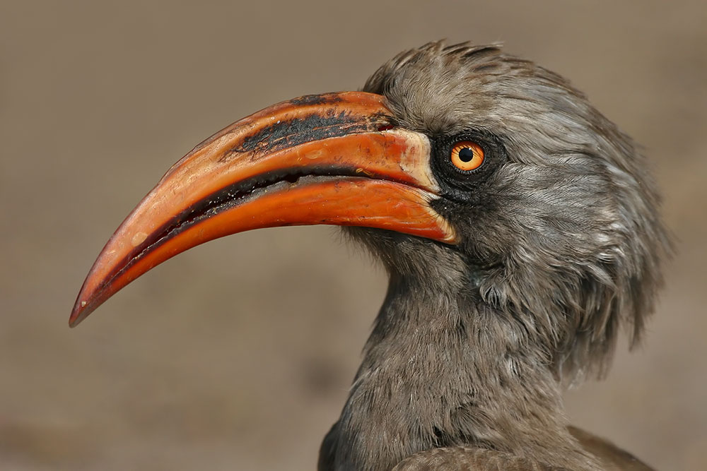 Bradfield's Hornbill (Tockus bradfieldi) - Wiki; Image ONLY