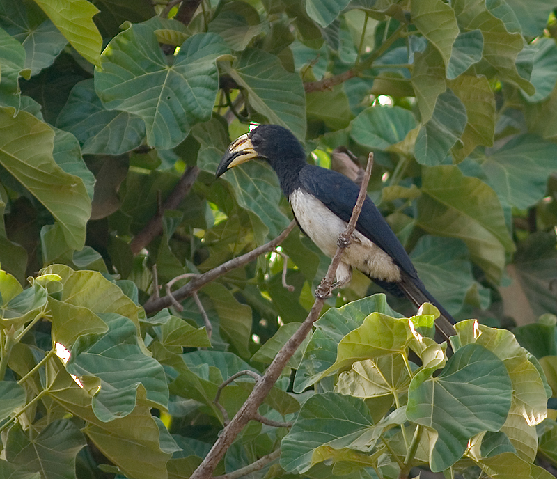 African Pied Hornbill (Tockus fasciatus) - Wiki; DISPLAY FULL IMAGE.