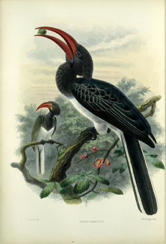 Hemprich's Hornbill (Tockus hemprichii) - Wiki; DISPLAY FULL IMAGE.