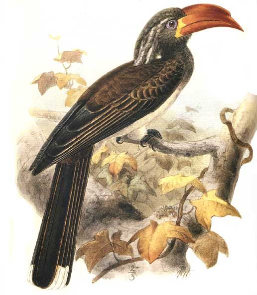 Pale-billed Hornbill (Tockus pallidirostris) - Wiki; Image ONLY