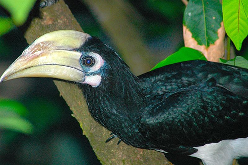 Oriental Pied Hornbill (Anthracoceros albirostris) - Wiki; Image ONLY