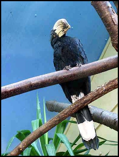 Black Hornbill (Anthracoceros malayanus) - Wiki; Image ONLY