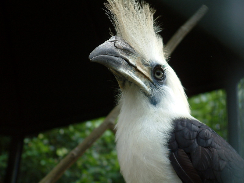 White-crowned Hornbill (Aceros comatus) - Wiki; DISPLAY FULL IMAGE.